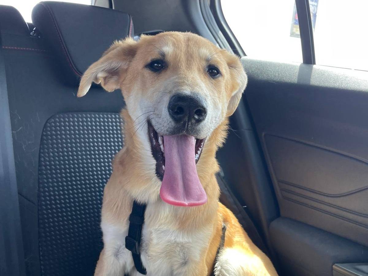 Adotta un cane, taglia media, maschio, Bari