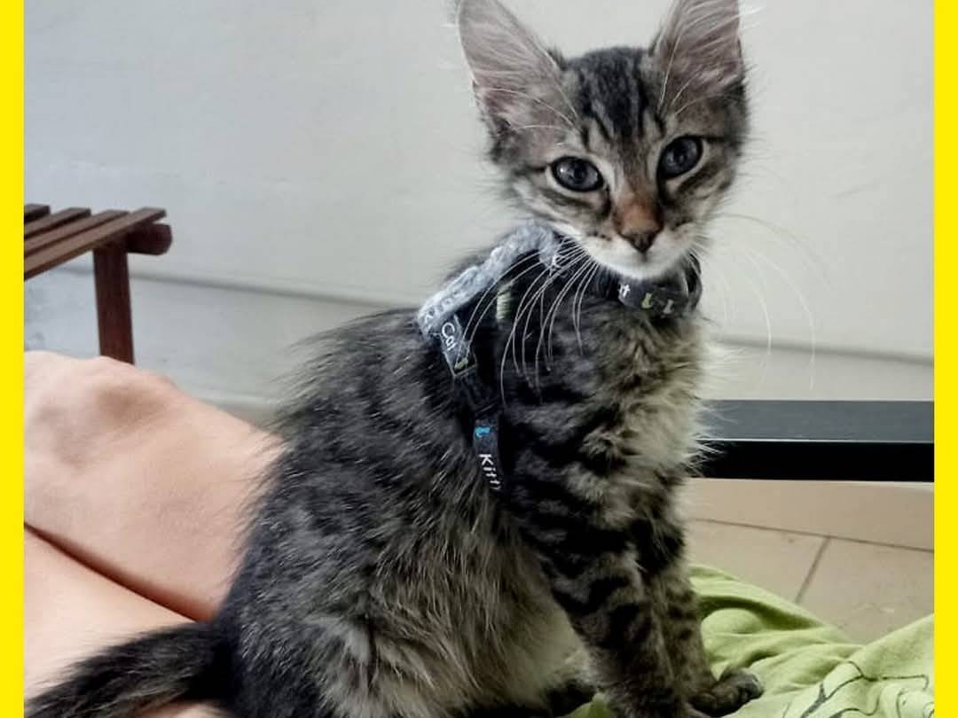 Adozione gatto, maschio, Razza sconosciuta Razza sconosciuta, 3 mesi, taglia non valida, Torino