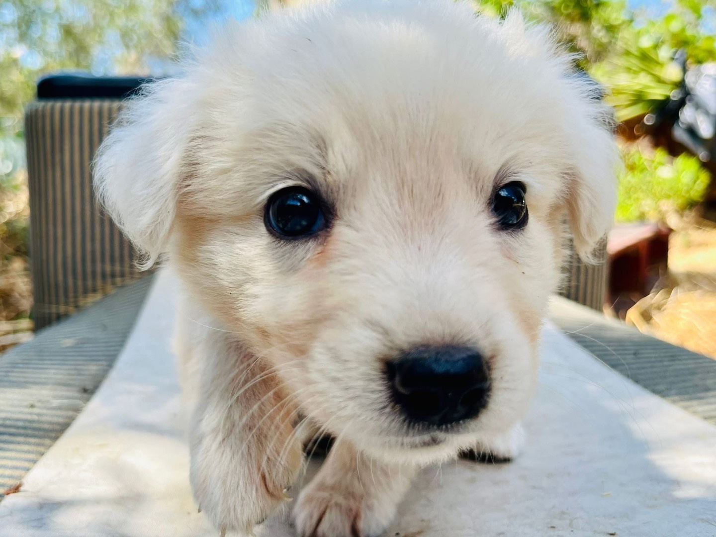 Adotta un cane, maschio, 1 mesi, Trieste