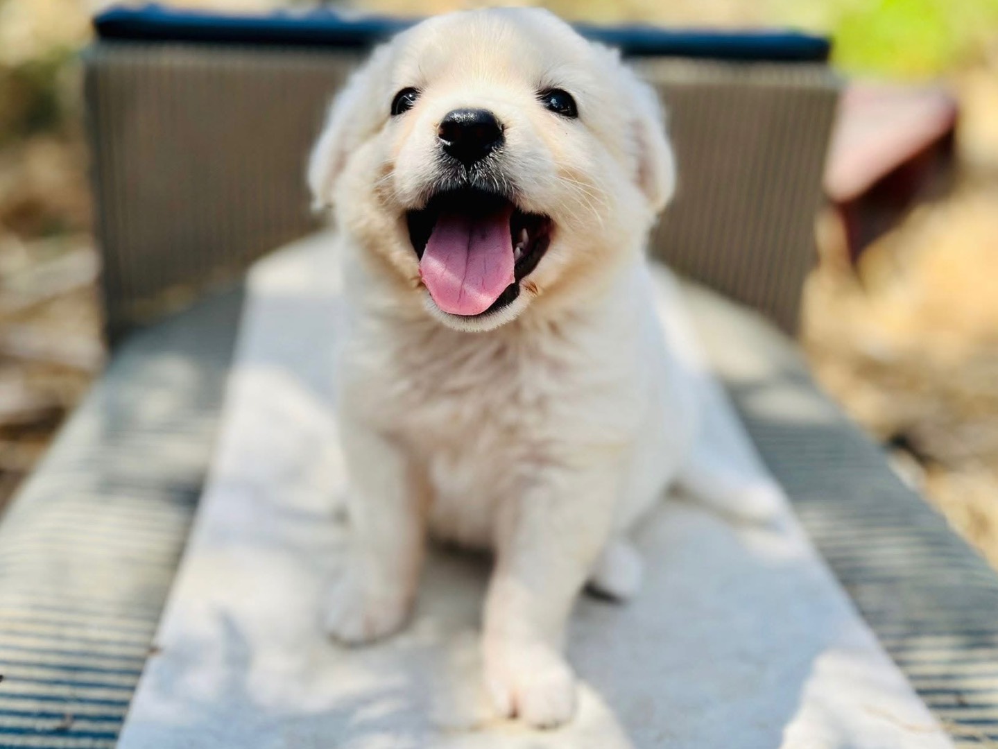 Adotta un cane, taglia piccola, maschio, Trieste