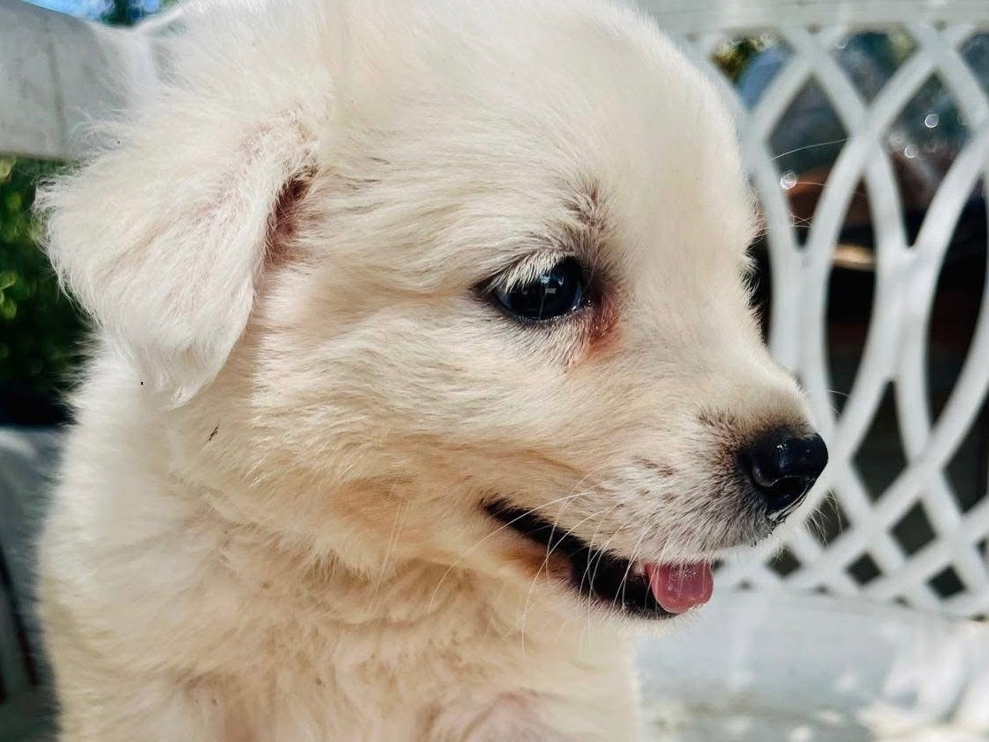 Vuoi adottare un cane a Trieste?