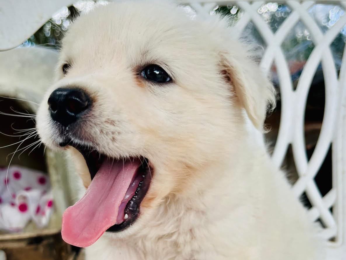 Adotta il cane Ice a Trieste