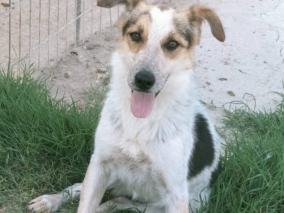 Adozione cane, femmina, Razza sconosciuta Razza sconosciuta, 2 anni e 6 mesi, taglia media, Varese