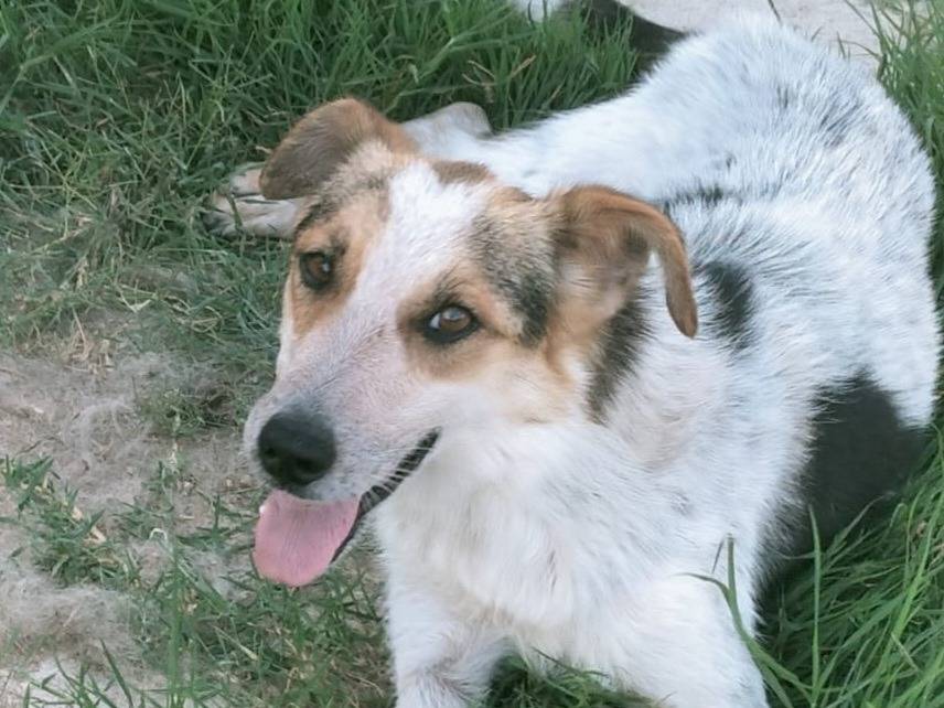 Adotta un cane, femmina, 2 anni e 6 mesi, Varese