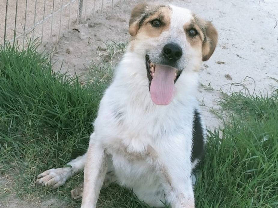 Adotta un cane, taglia media, femmina, Varese