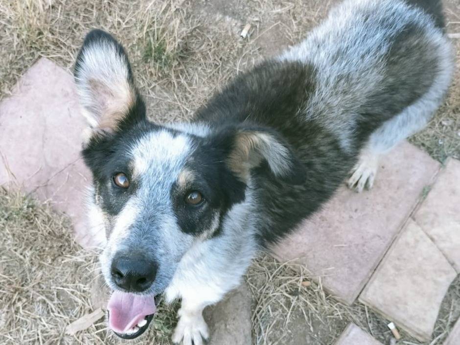Adotta un cane, taglia media, maschio, Varese