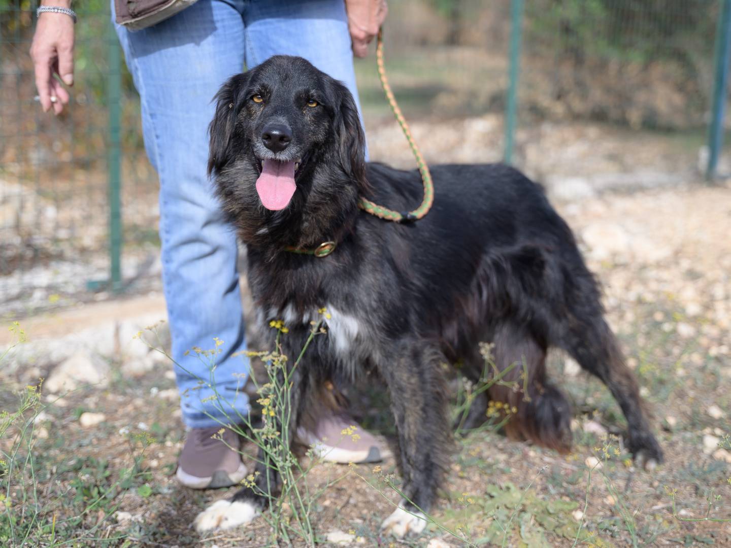 Adozione cane, femmina, Border Collie Razza sconosciuta, 3 anni e 5 mesi, taglia media, Bari