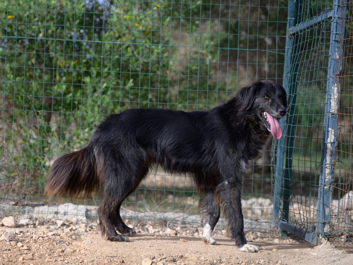 Adotta un cane, femmina, 3 anni e 5 mesi, Bari
