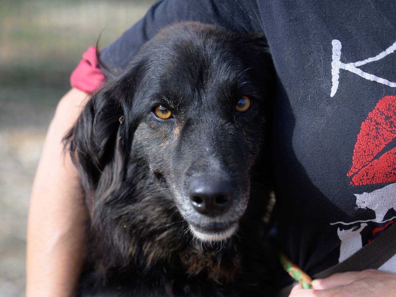 Adotta un cane, taglia media, femmina, Bari