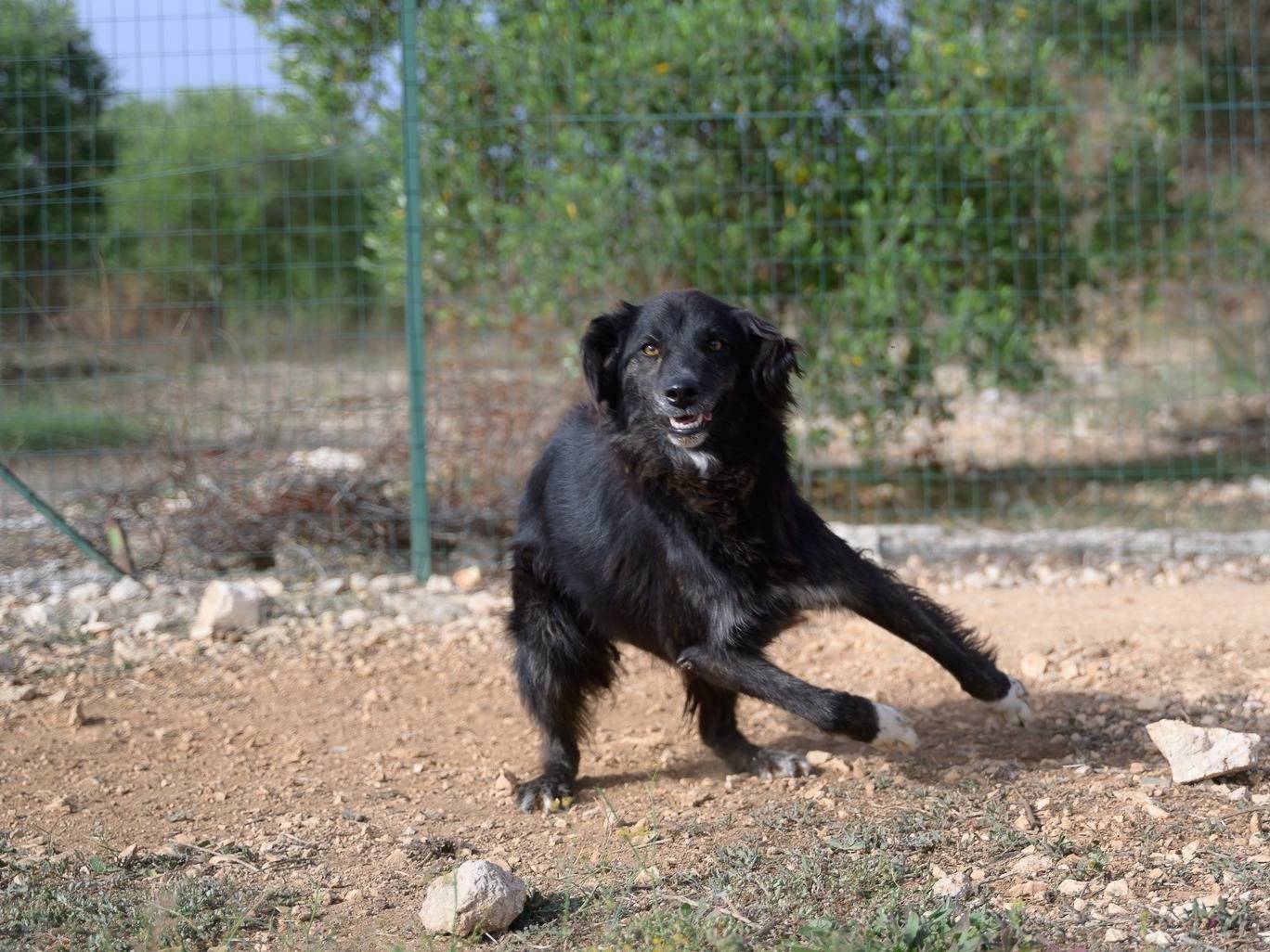Vuoi adottare un cane a Bari?