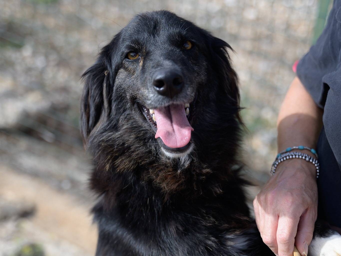 Adotta il cane Lilly a Bari