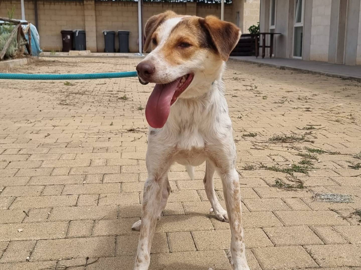 Adozione cane, maschio, Razza sconosciuta Razza sconosciuta, 3 anni e 2 mesi, taglia media contenuta, Bari