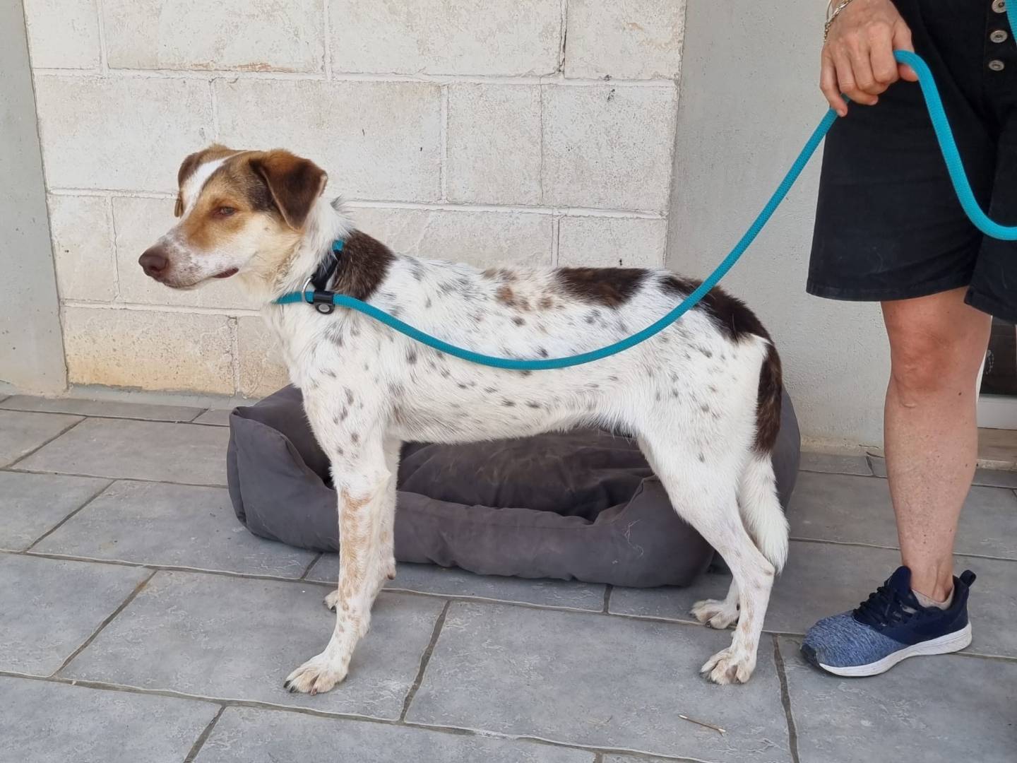 Adotta un cane, taglia media contenuta, maschio, Bari