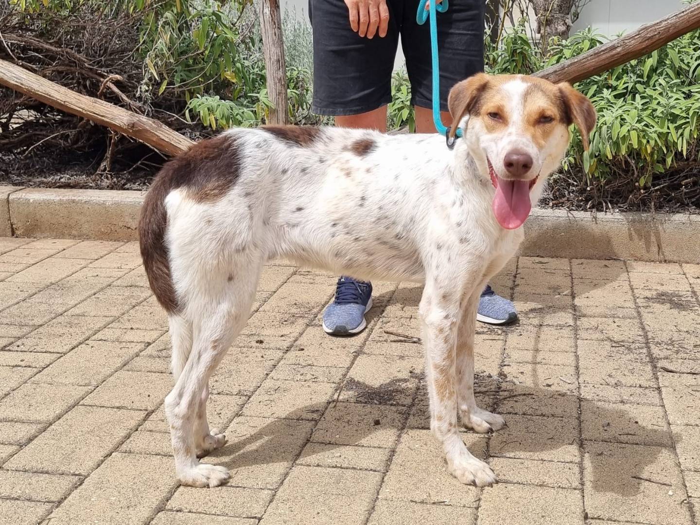 Vuoi adottare un cane a Bari?