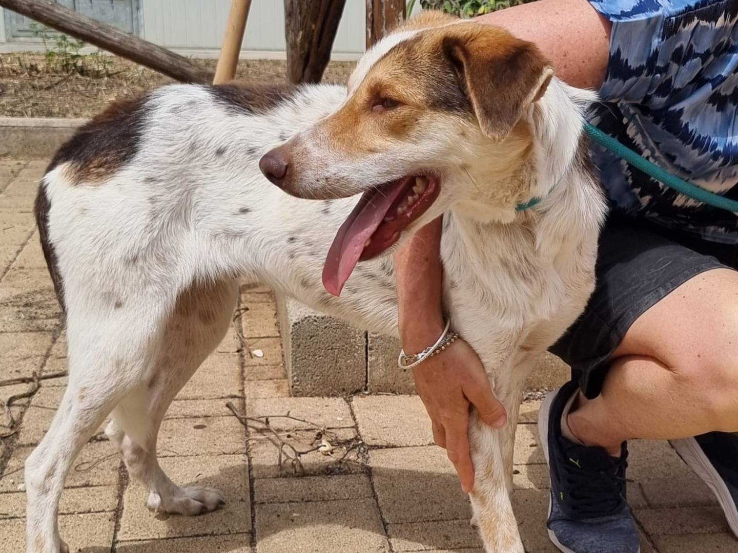 Adotta il cane Duplo a Bari