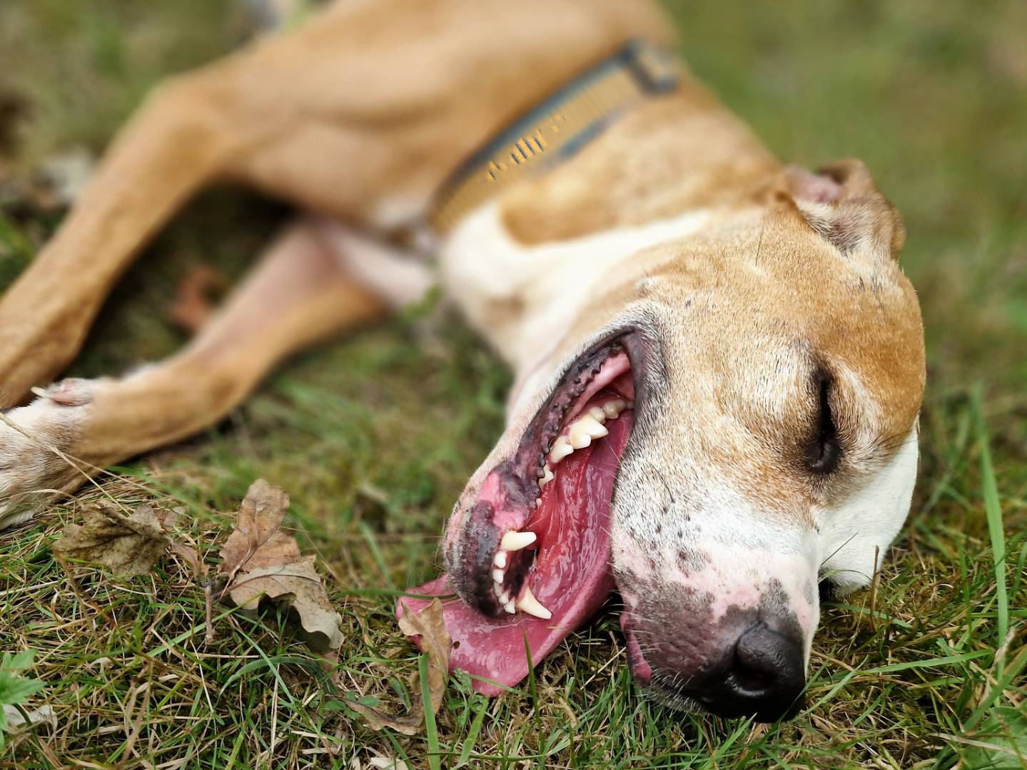 Adozione cane, femmina, Pitbull Razza sconosciuta, 6 anni e 6 mesi, taglia media, Cuneo