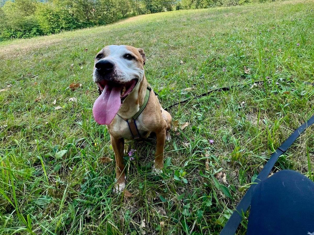 Adotta un cane, femmina, 6 anni e 6 mesi, Cuneo