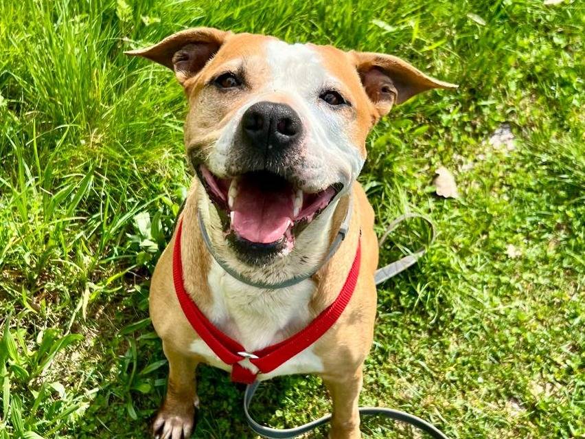 Adotta un cane, taglia media, femmina, Cuneo