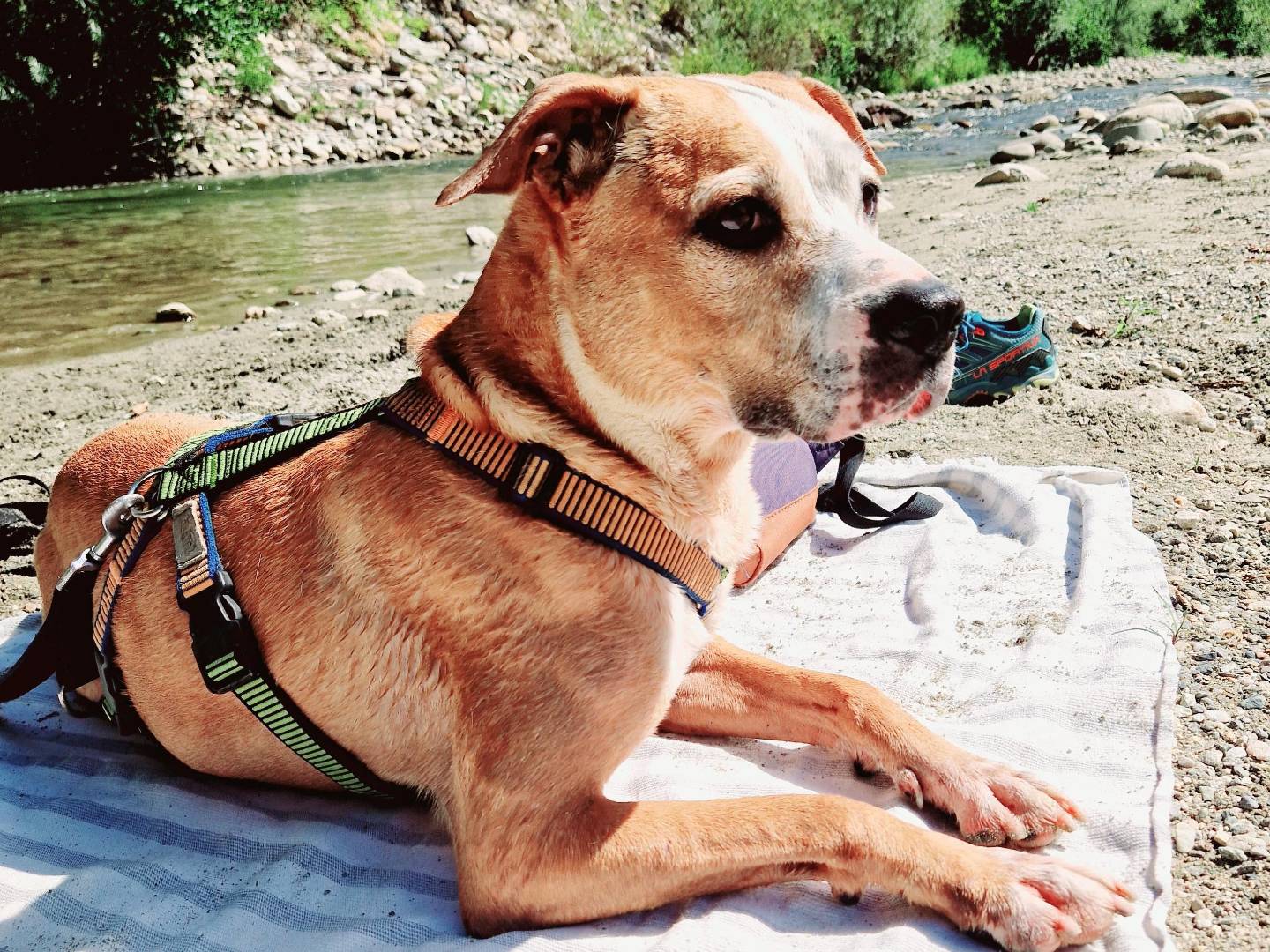 Vuoi adottare un cane a Cuneo?