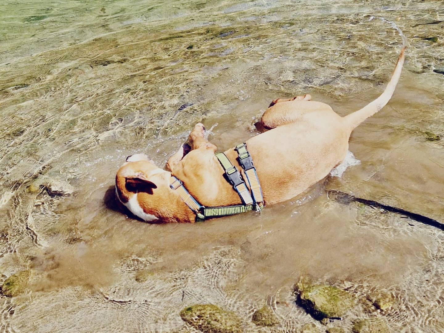Adotta il cane Sissi a Cuneo