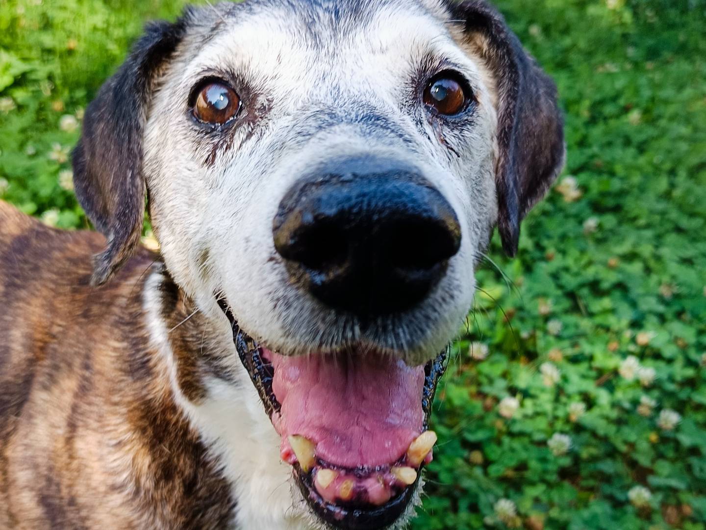 Adozione cane, maschio, Razza sconosciuta Razza sconosciuta, 14 anni e 6 mesi, taglia media contenuta, Cuneo