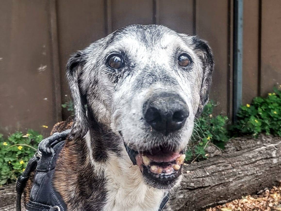 Adotta un cane, maschio, 14 anni e 6 mesi, Cuneo
