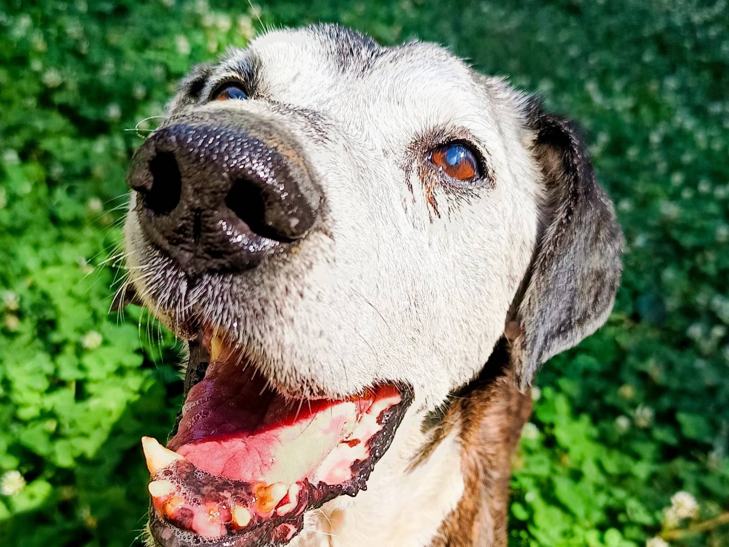 Vuoi adottare un cane a Cuneo?