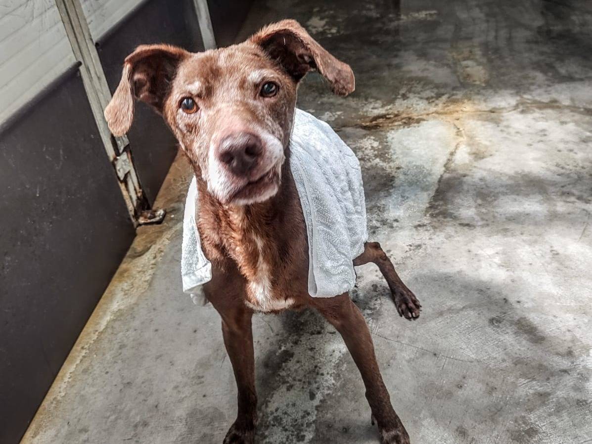 Adozione cane, maschio, Razza sconosciuta Razza sconosciuta, 14 anni e 6 mesi, taglia piccola, Cuneo