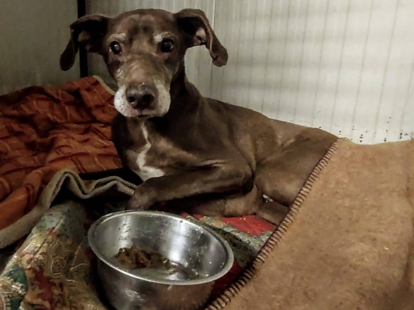 Adotta un cane, maschio, 14 anni e 6 mesi, Cuneo