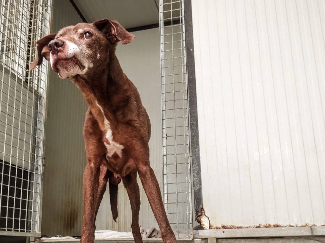 Adotta un cane, taglia piccola, maschio, Cuneo