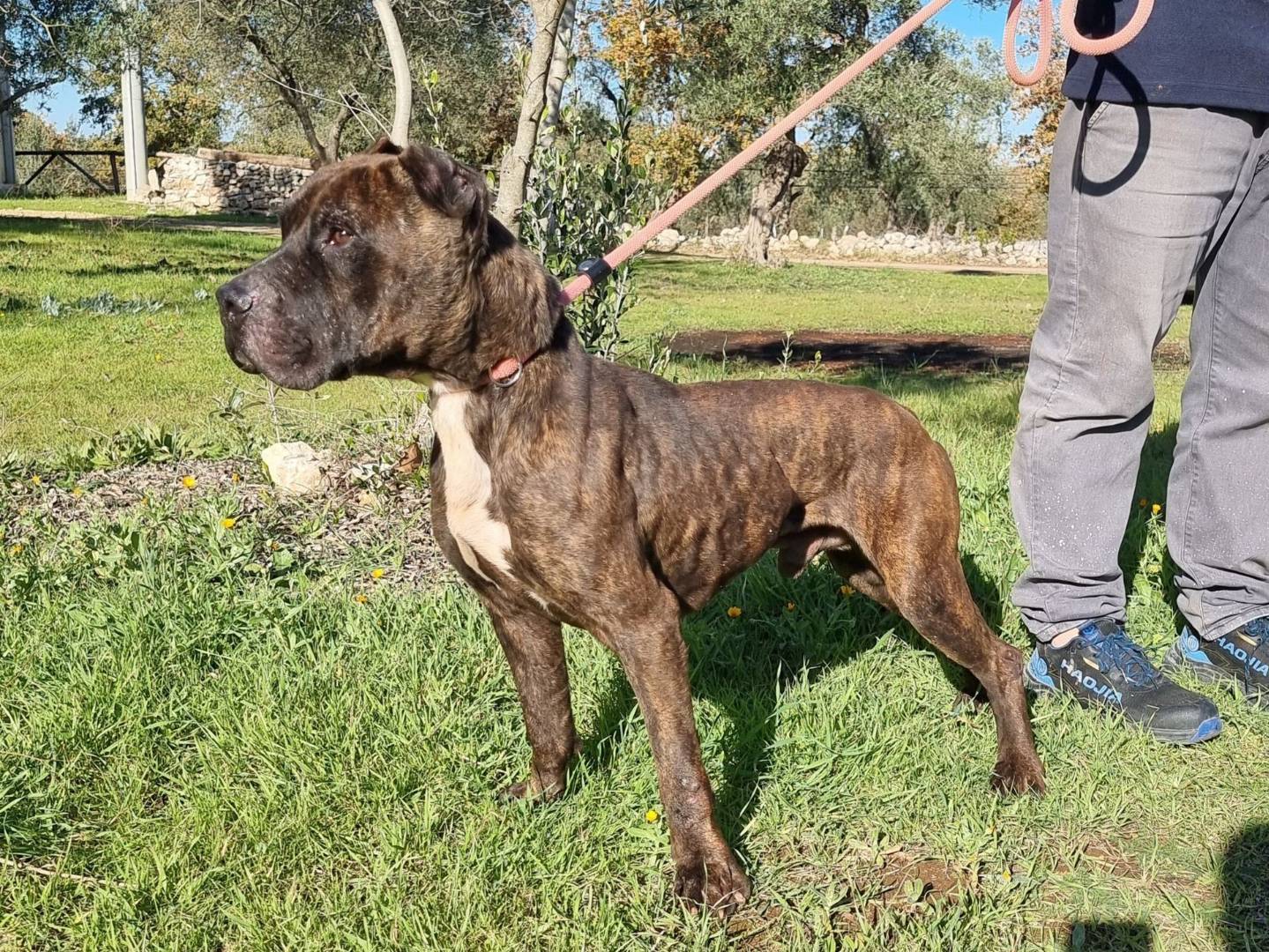 Vuoi adottare un cane a Bari?