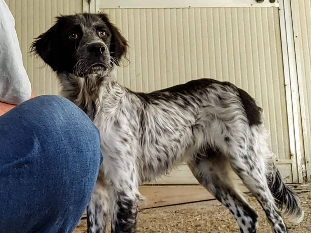 Vuoi adottare un cane a Cuneo?