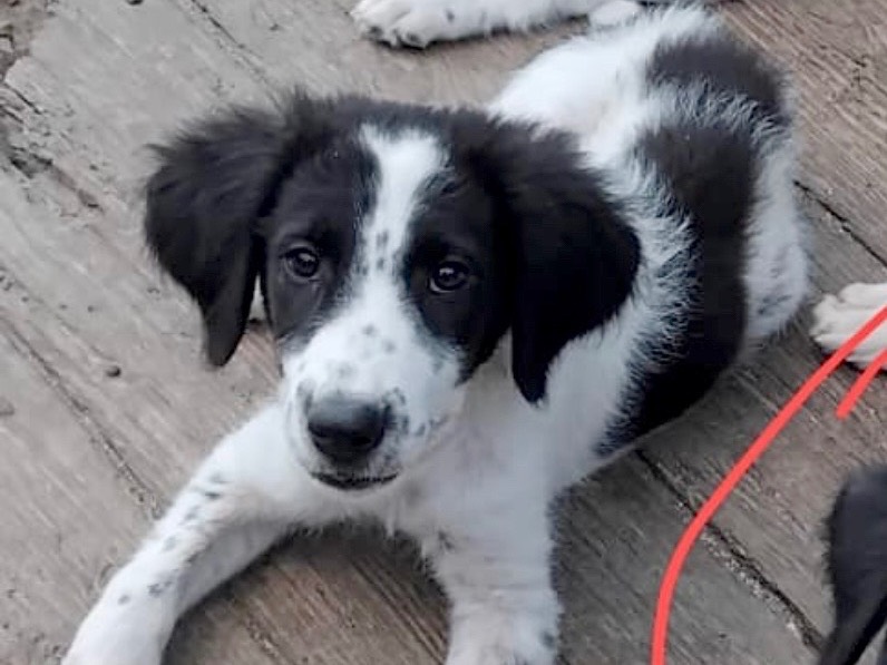 Adozione cane, maschio, Razza sconosciuta Razza sconosciuta, 2 mesi, taglia grande, Massa