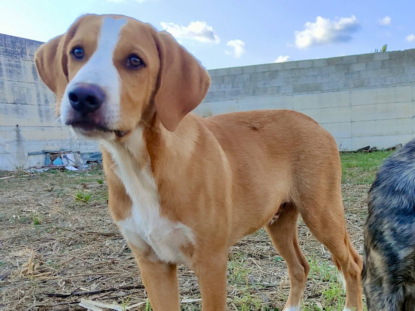 Adotta il cane Ross a Caserta