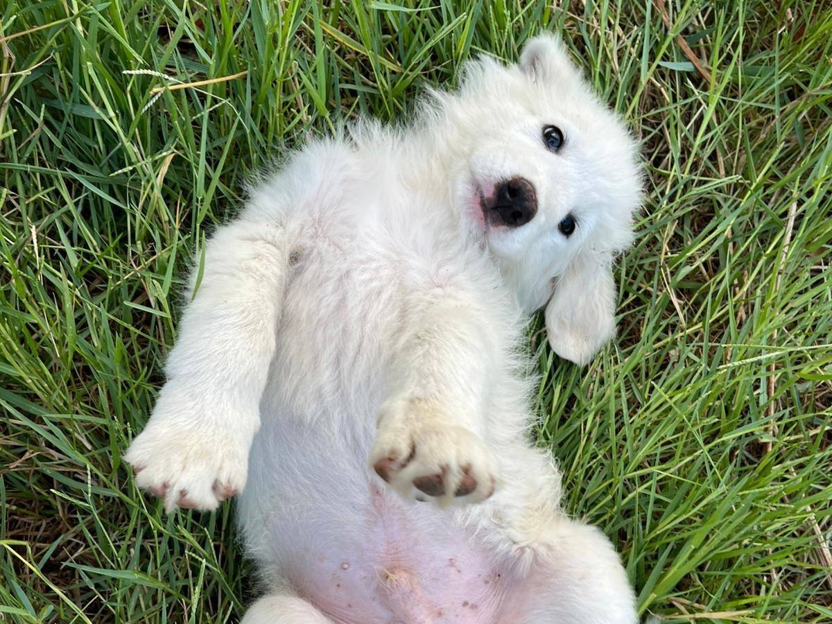 Vuoi adottare un cane a Pordenone?