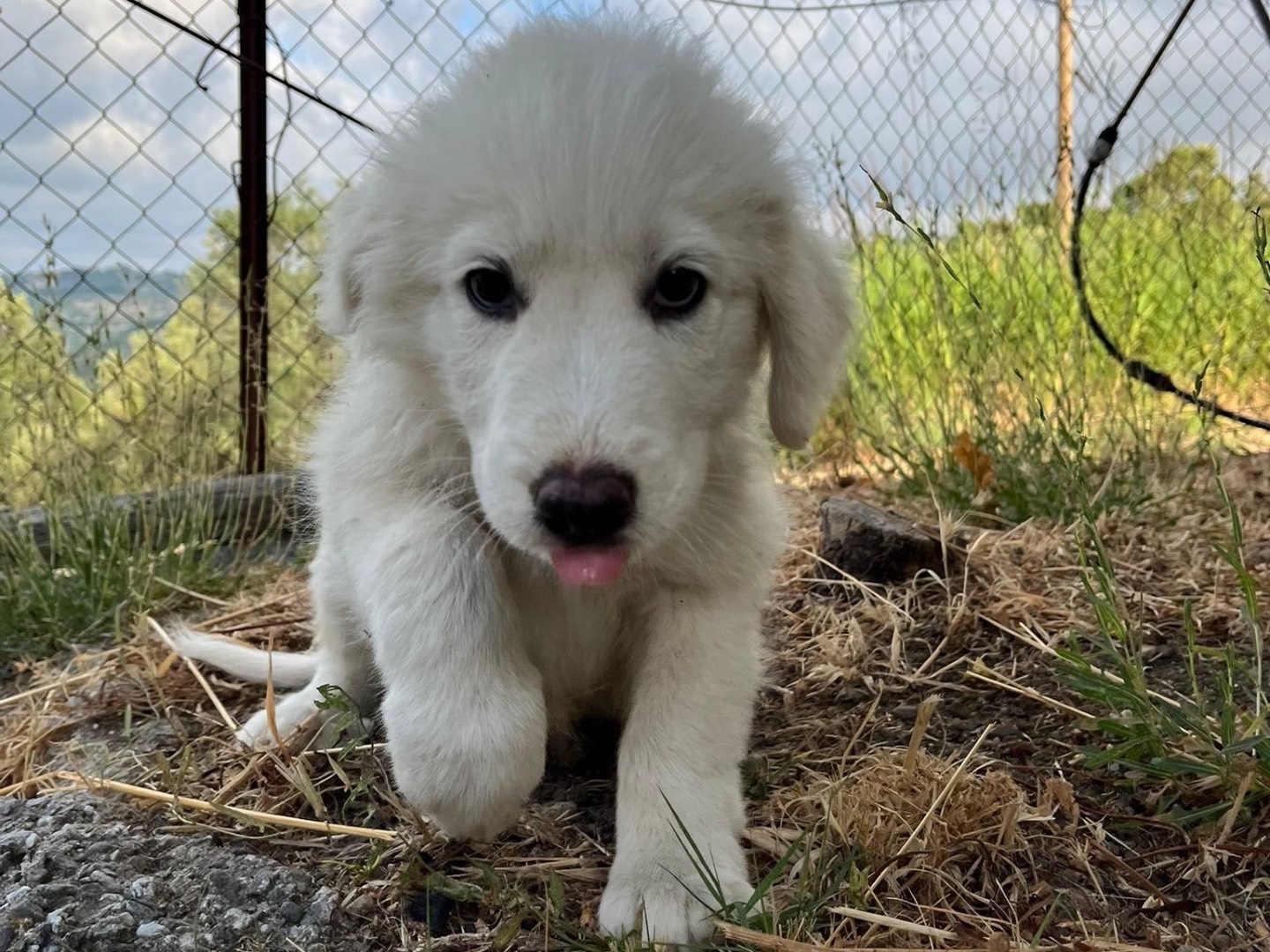 Adotta il cane Lello a Pordenone