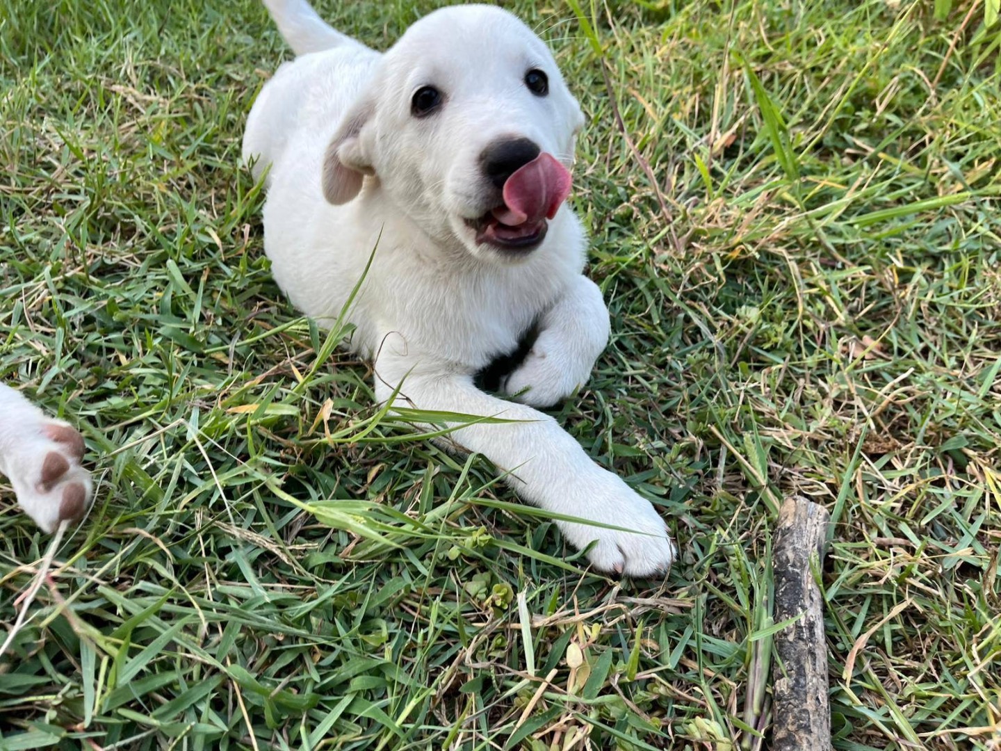 Vuoi adottare un cane a Catanzaro?