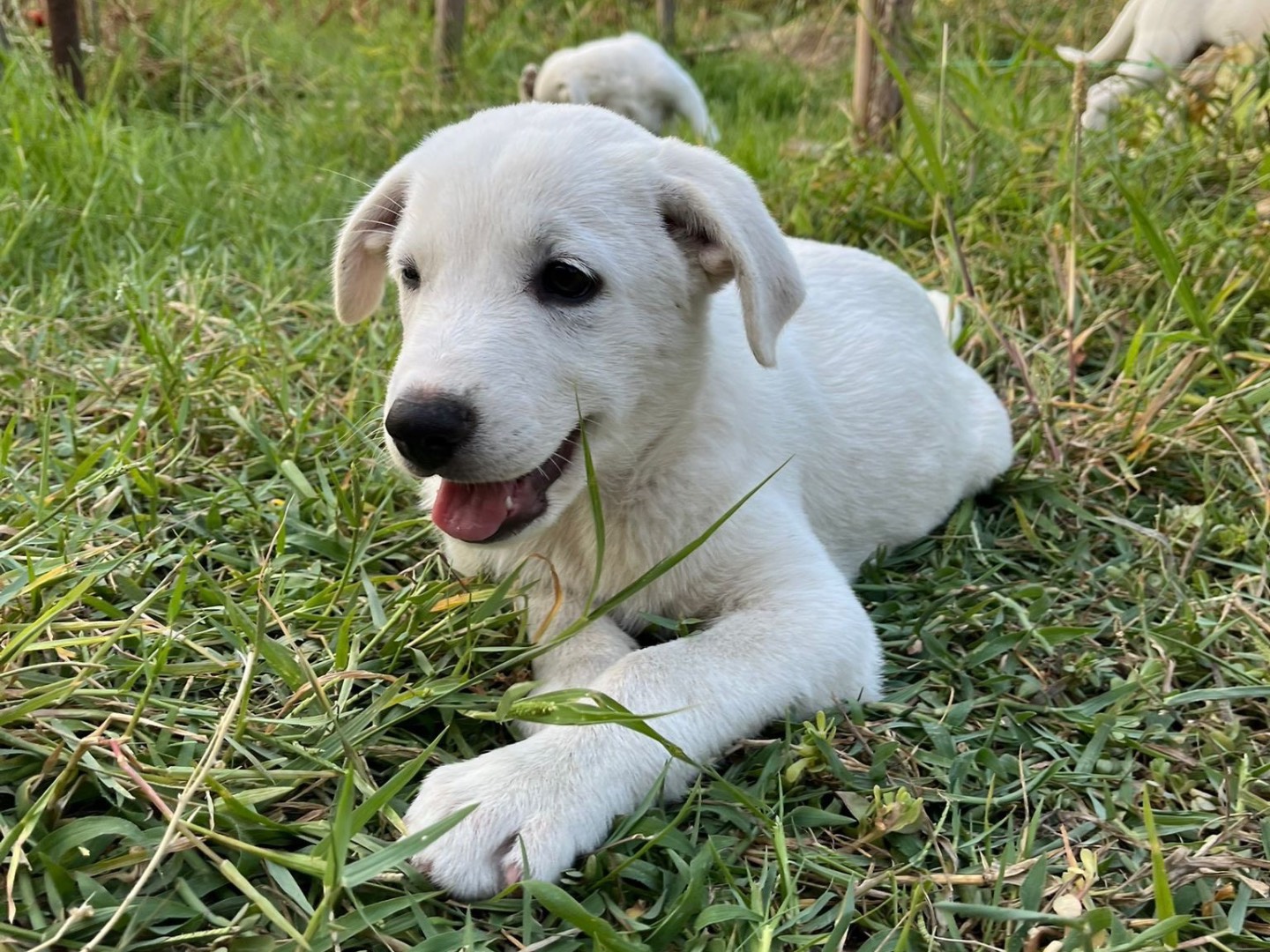 Adotta il cane Rubble a Catanzaro