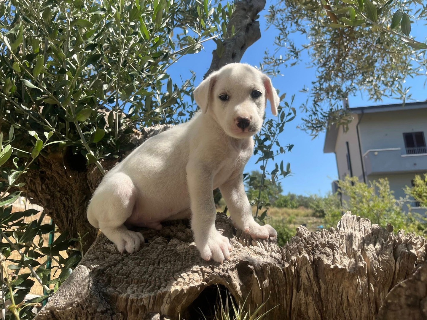 Vuoi adottare un cane a Catanzaro?