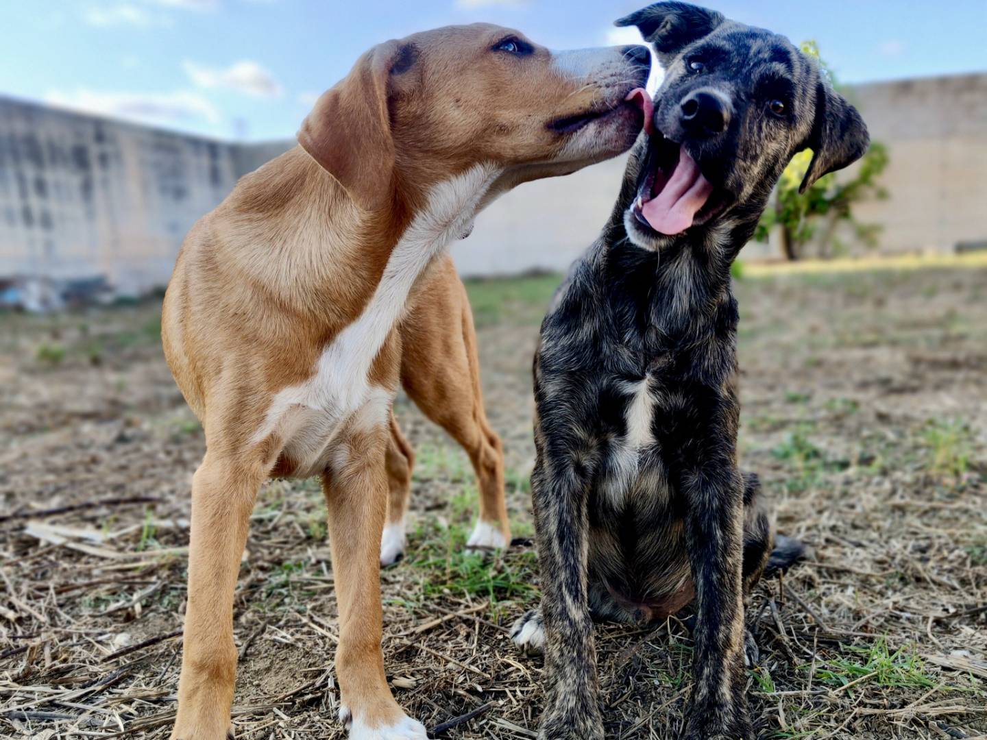 Adozione cane, maschio, Razza sconosciuta Razza sconosciuta, 3 mesi, taglia media, Caserta