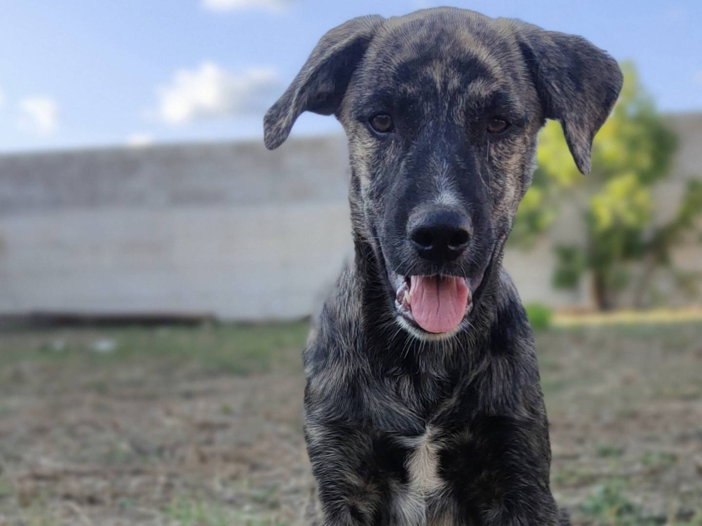 Adotta un cane, taglia media, maschio, Caserta