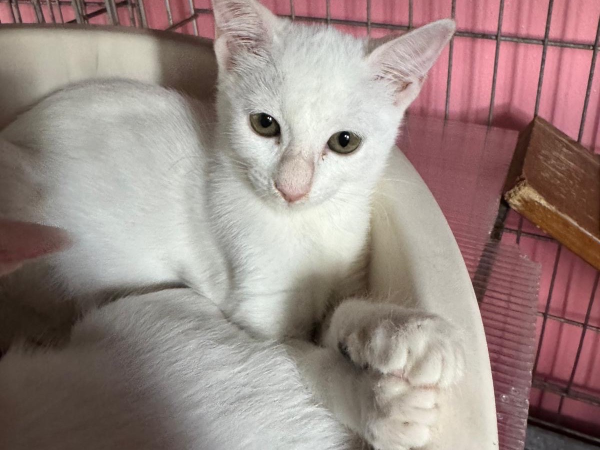 Adozione gatto, maschio, Razza sconosciuta Razza sconosciuta, 3 mesi, taglia non valida, Brescia
