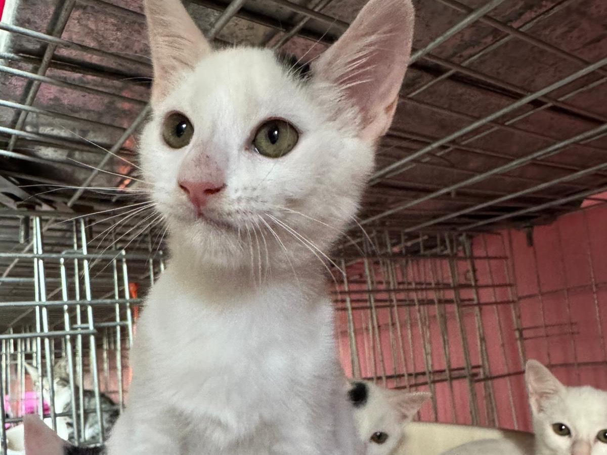 Adozione gatto, maschio, Razza sconosciuta Razza sconosciuta, 3 mesi, taglia non valida, Brescia