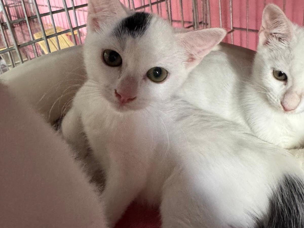 Adozione gatto, femmina, Razza sconosciuta Razza sconosciuta, 3 mesi, taglia non valida, Brescia
