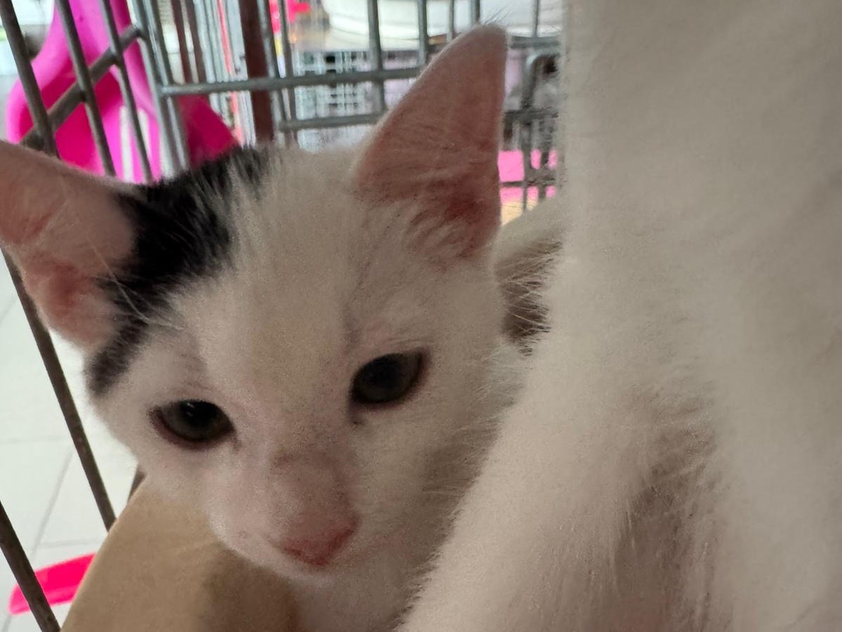 Adozione gatto, maschio, Razza sconosciuta Razza sconosciuta, 3 mesi, taglia non valida, Brescia