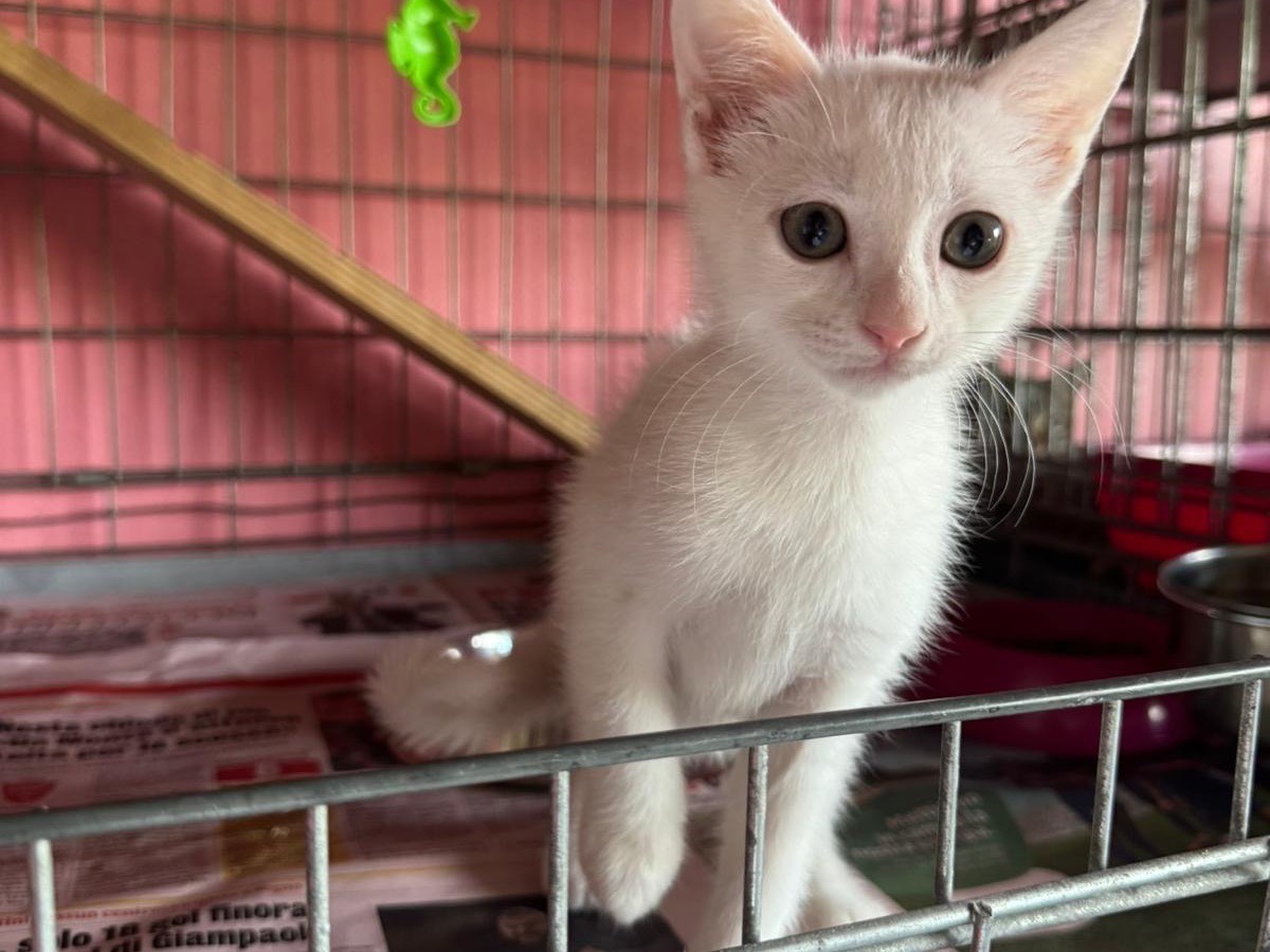 Adozione gatto, femmina, Razza sconosciuta Razza sconosciuta, 3 mesi, taglia non valida, Brescia