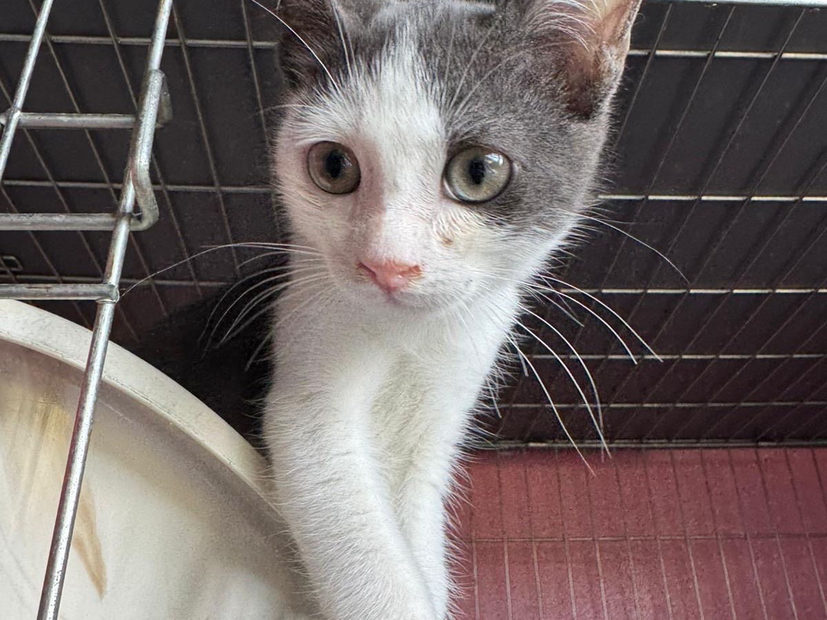 Adozione gatto, maschio, Razza sconosciuta Razza sconosciuta, 3 mesi, taglia non valida, Brescia