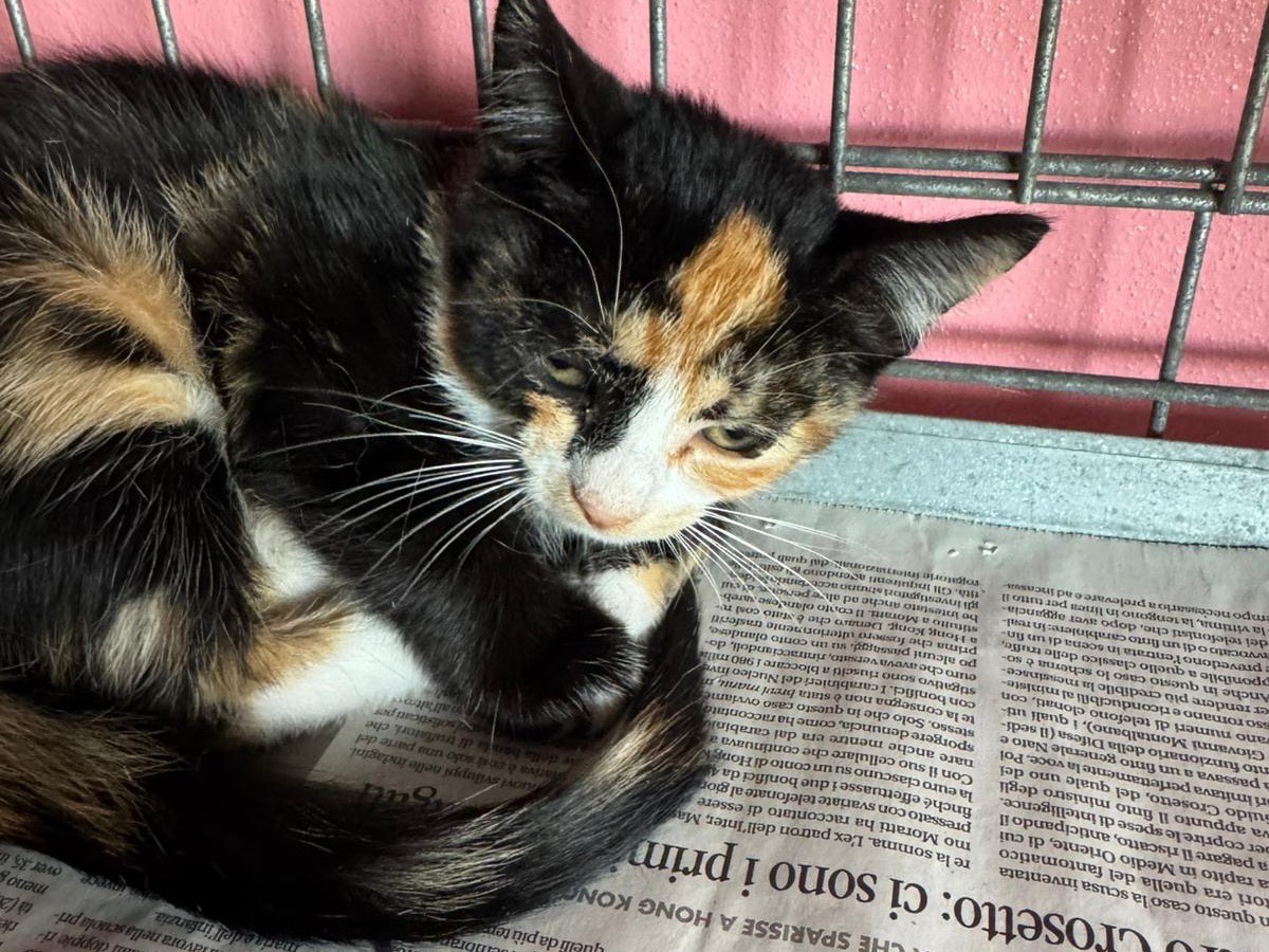 Adozione gatto, femmina, Razza sconosciuta Razza sconosciuta, 8 mesi, taglia non valida, Brescia