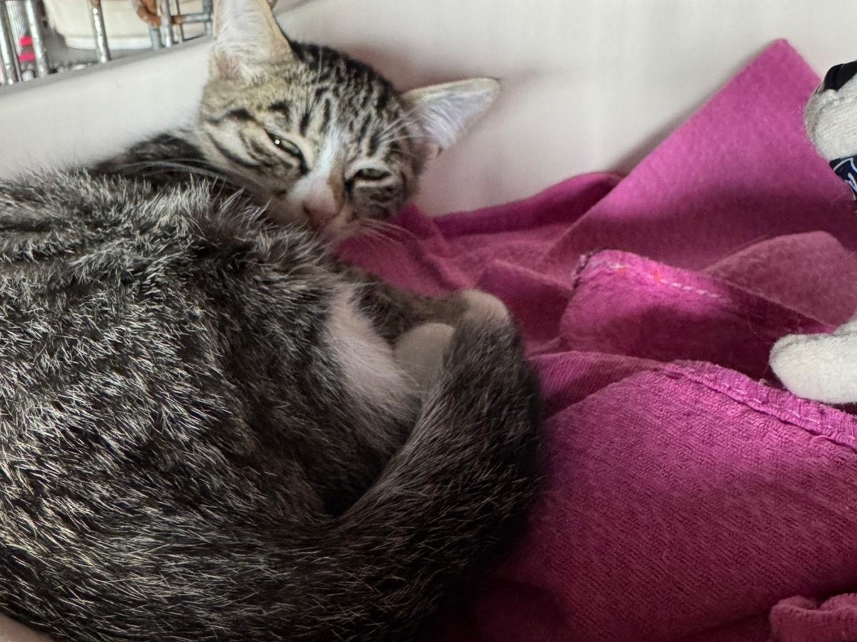 Adozione gatto, femmina, Razza sconosciuta Razza sconosciuta, 8 mesi, taglia non valida, Brescia