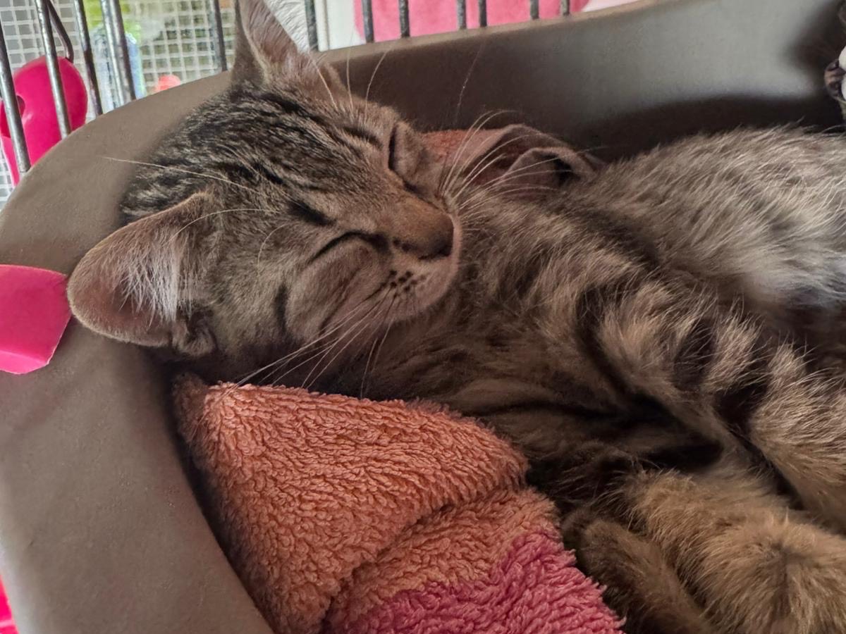 Adozione gatto, maschio, Razza sconosciuta Razza sconosciuta, 8 mesi, taglia non valida, Brescia